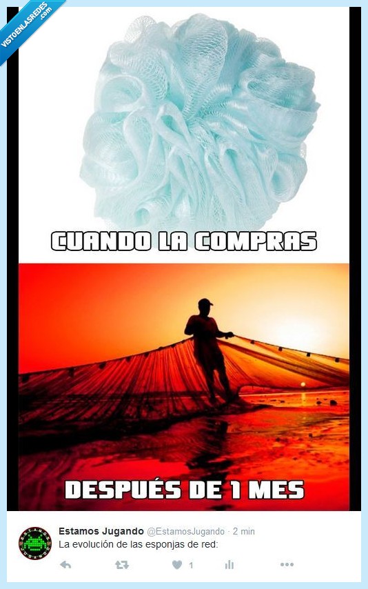 evolucion,esponja,red