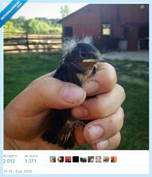 punset,pájaro,forma humana