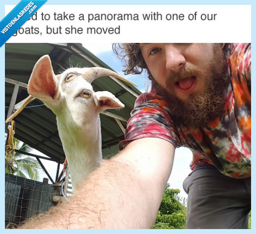 cabra,foto panorama,destrozo