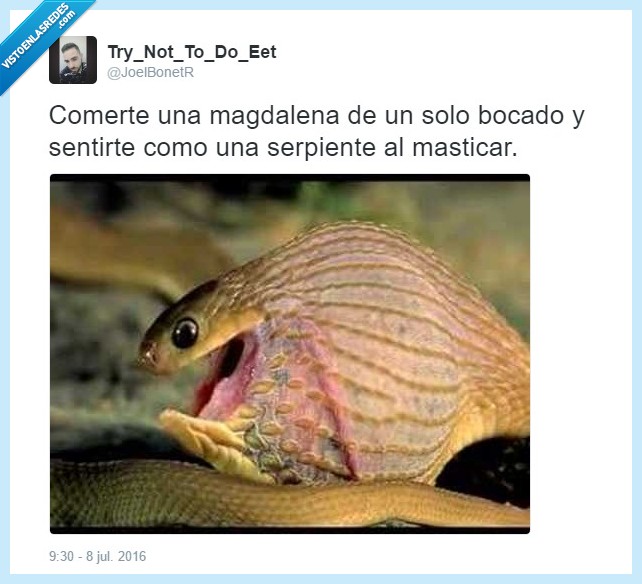 comer,magdalena,muffin,serpiente,comiendo