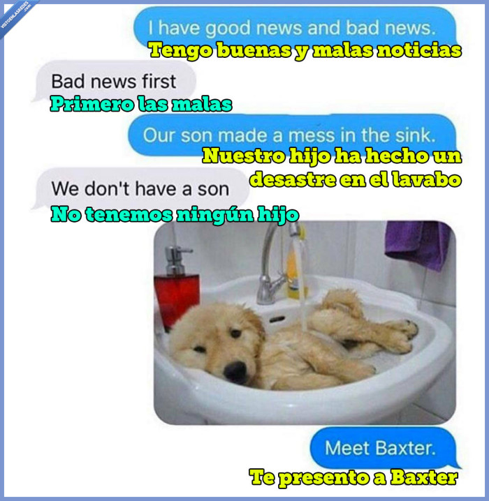 noticias,mascota,baxter