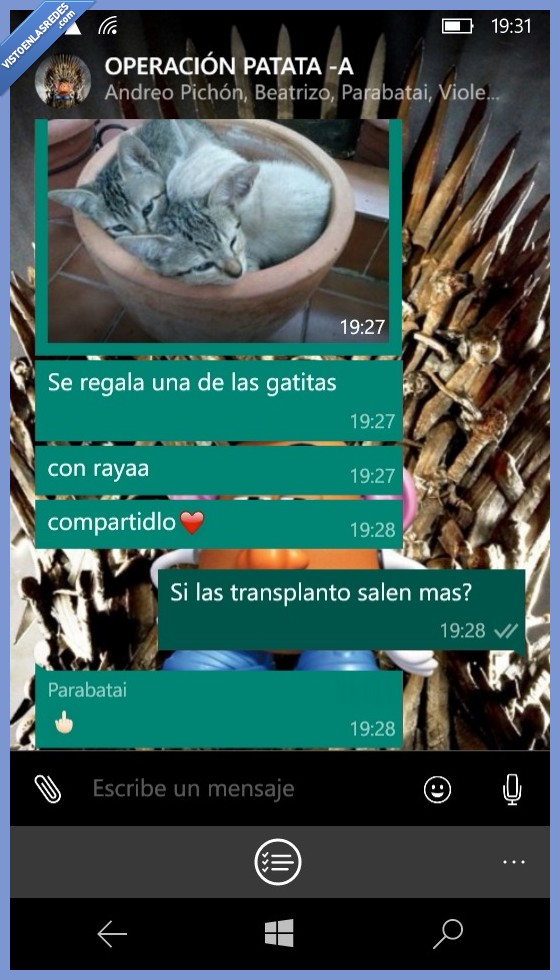 gato,macetero,transplantar