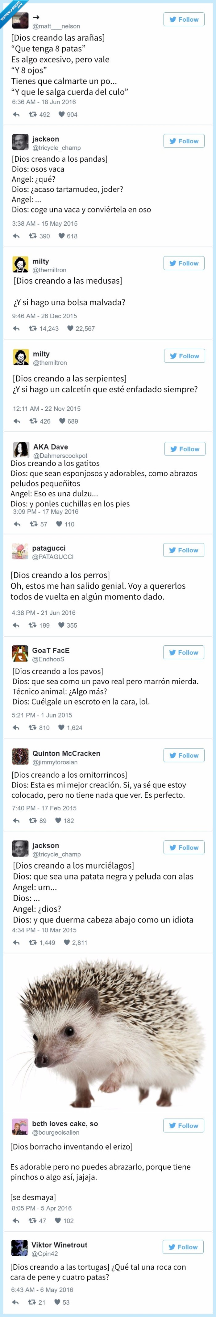 dios,creación,animales