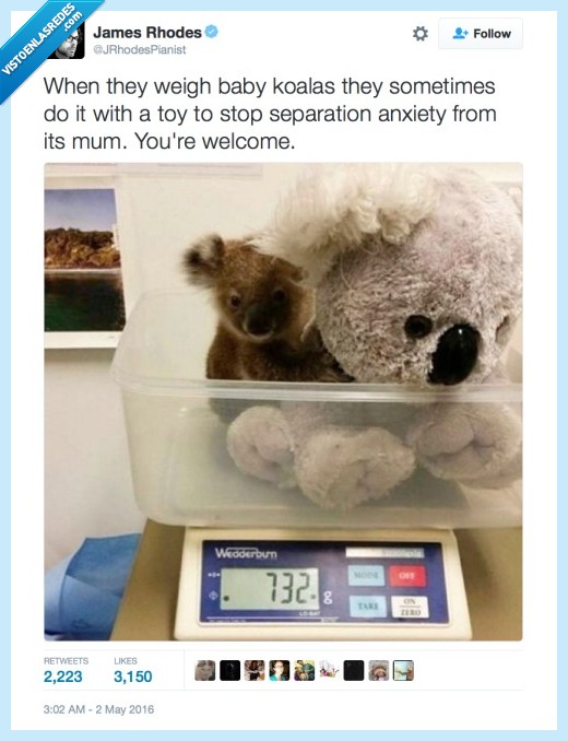 koala,cría,peluche,compis,pesar