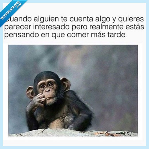 mono,comer,contar algo,parecer interesado