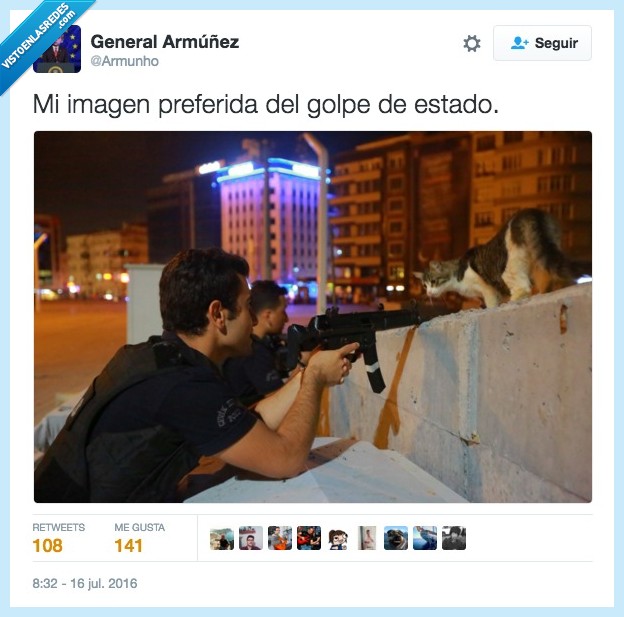 gato,francotirador,disparar