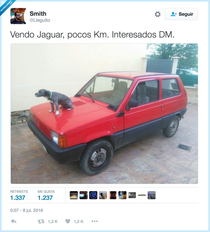 coche,logo,emblema,jaguar,perro