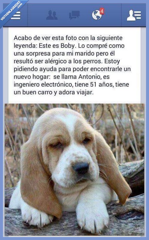 perro,animal,ayuda,fb,facebook