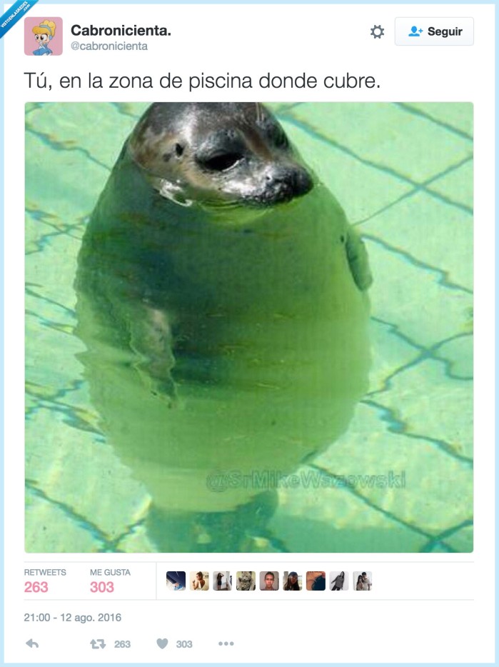 piscina,cubrir,agua,foca