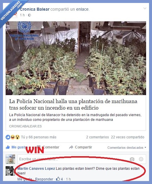 plantas,win,prioridades