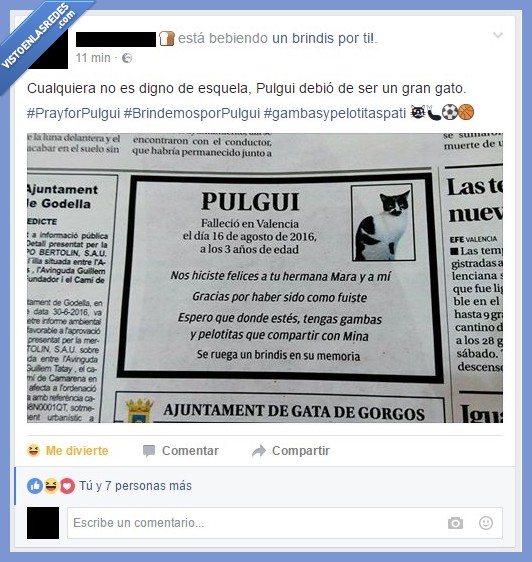 gato,esquela,prayforpulgui,pulgui,muerte,rip,dep,periódico