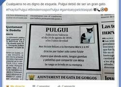 Enlace a Pulgui, el gato más querido 