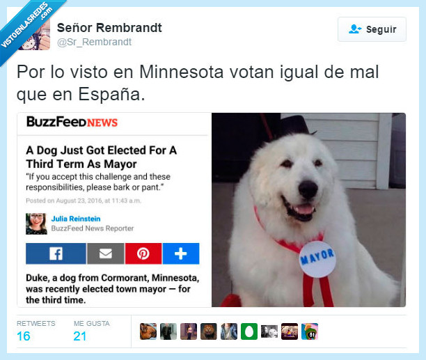 perro,minnesota,alcalde,votar,mejor,españa