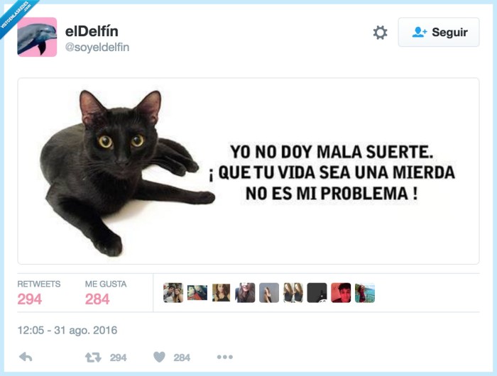 gato negro,mala suerte,superstición,vida