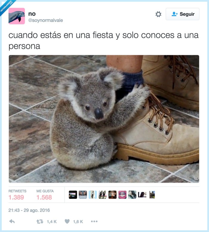 koala,fiesta,solo,amigos