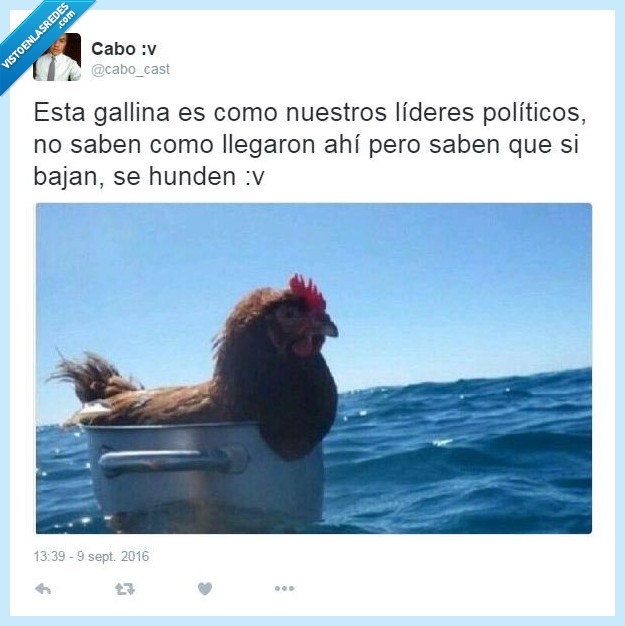 gallina,politicos,lideres,asi va esto