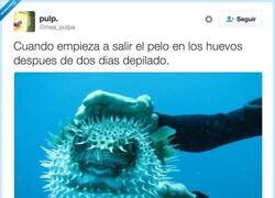 Enlace a No veas como pica, por @mea_pulpa