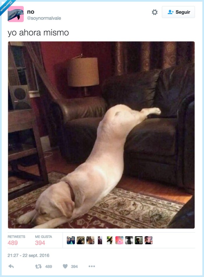 perro,tirado,sofá