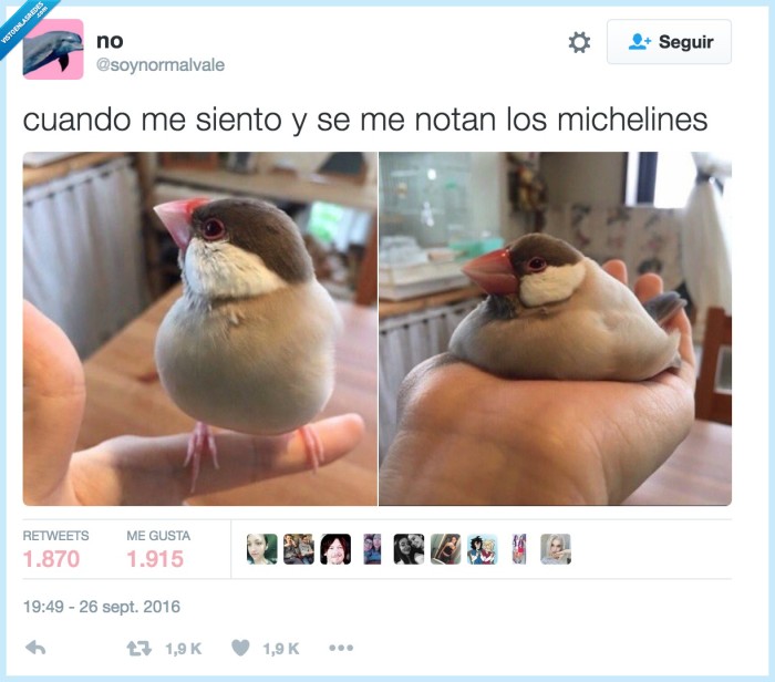 michelines,ave,sentarse