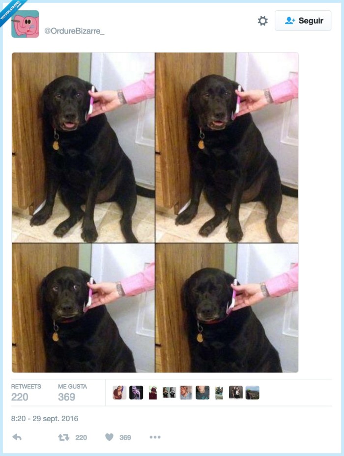 perro,miedo,teléfono