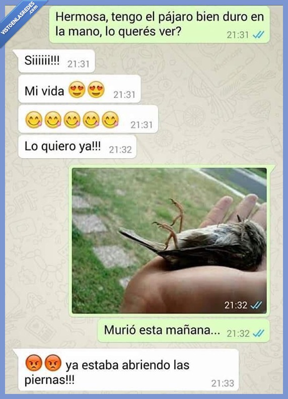 muerto,duro,pjaro