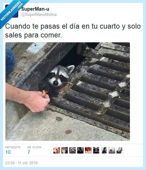 comer,cuarto,salir,mapache