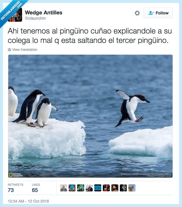 pingüino,cuñao,saltar