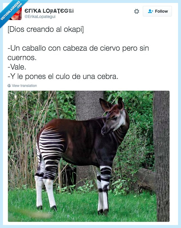 okapi,dios,animal