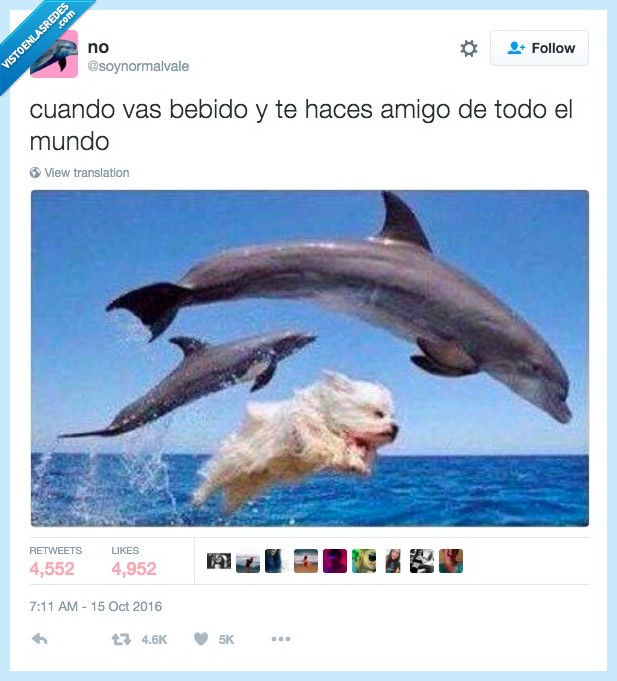 delfín,perro,amistad,beber