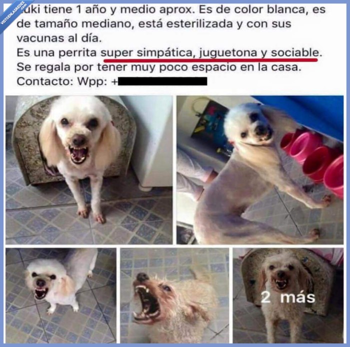 452716 - Se la ve muy sociable, sí