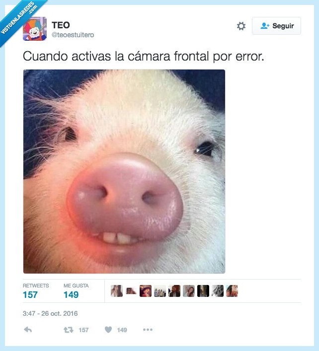 cámara,frontal,drama. cerdo