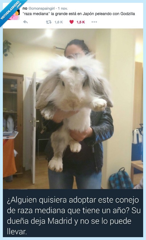 conejo,gigante,mutación,uranio