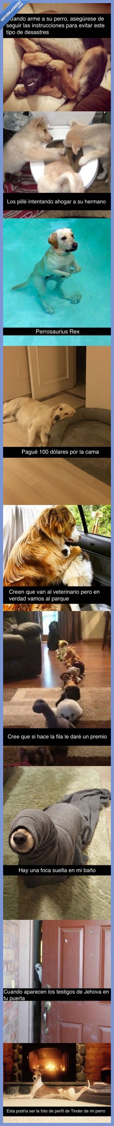 perros,snapchat,divettido