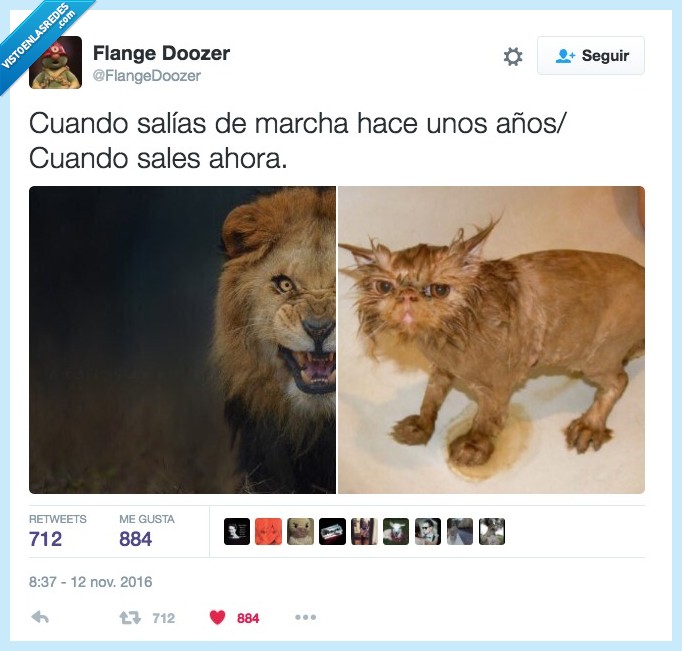 madurar,salir,fiesta,gato,león