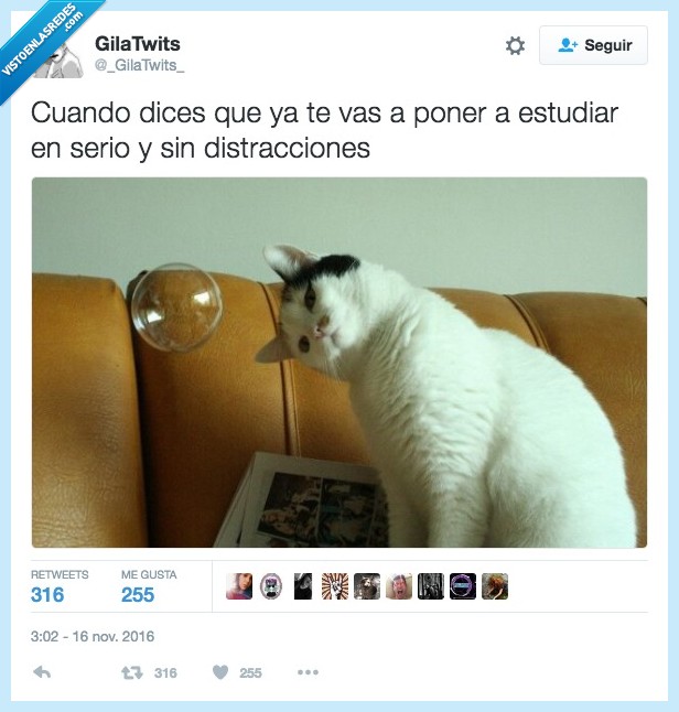 gato,mosca,distracción,estudiar