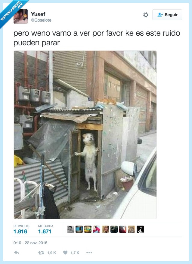 perro,molestar,ruido