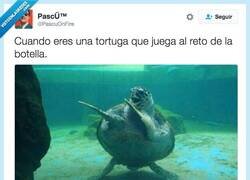 Enlace a Hasta las tortugas están detrás del dichoso reto por @PascuOnFire