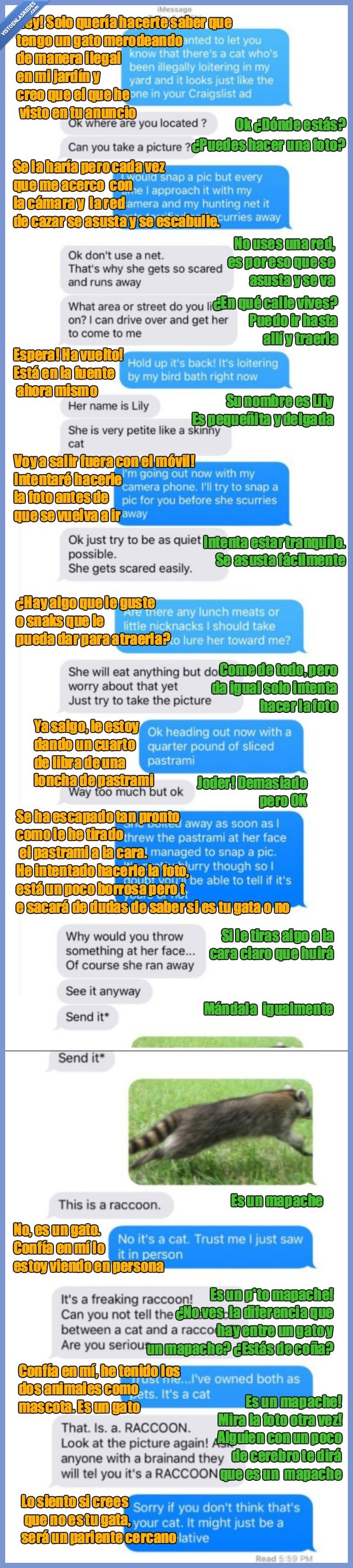 mapache,conversación,móvil,gato