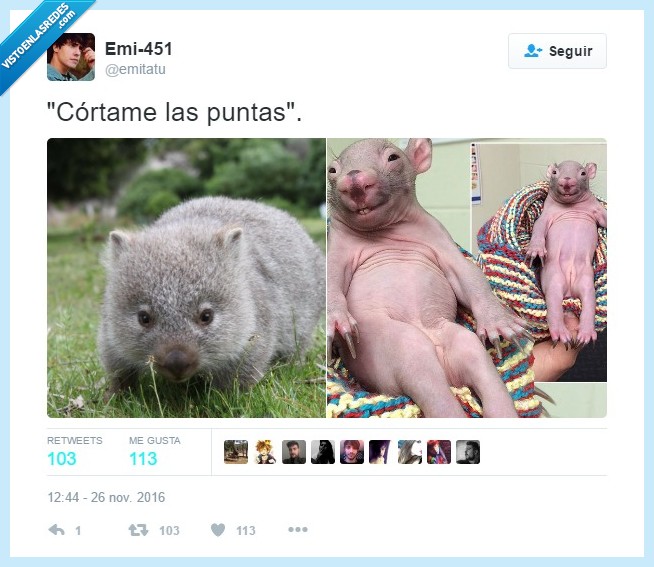 puntas,peluqueria,wombat,animales