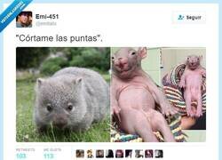 Enlace a Hay que tener cuidado con los peluqueros por @emitatu