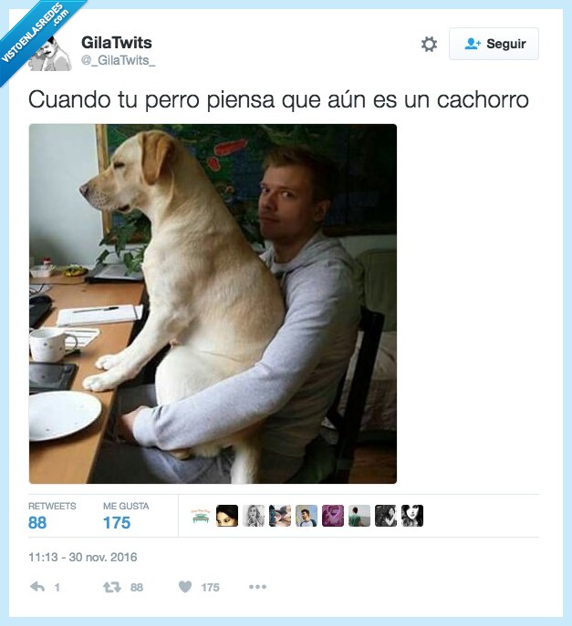 perro,cachorro,pesar