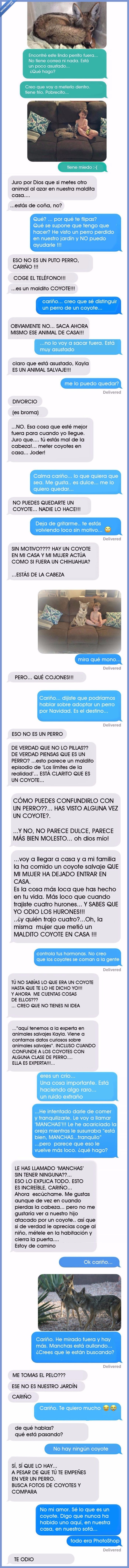 coyote,broma,mujer,marido