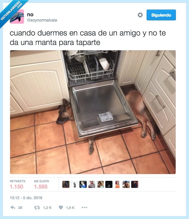 perro,tapar,lavavajillas,amigo
