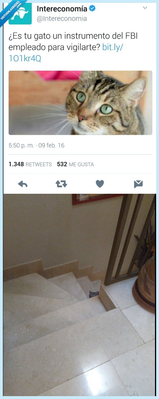 gato,pelo,ojos,orejas