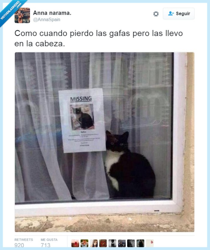 gato,gafas,cabeza