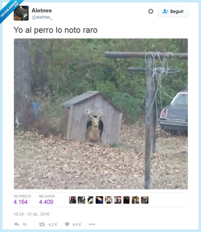 reno,perro,raro