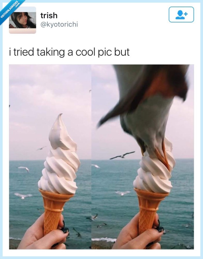 pájaro,helado,foto,bonita