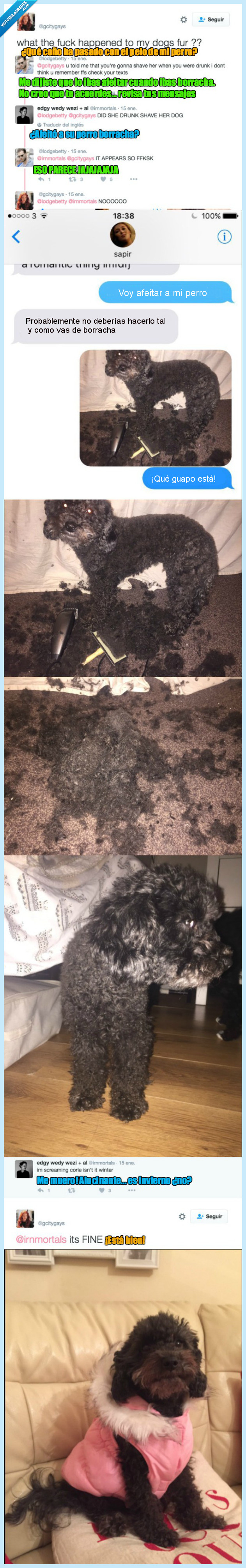 perro,afeitar,borracho