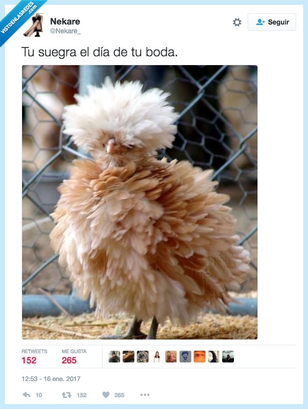 pluma,suegra,destacar