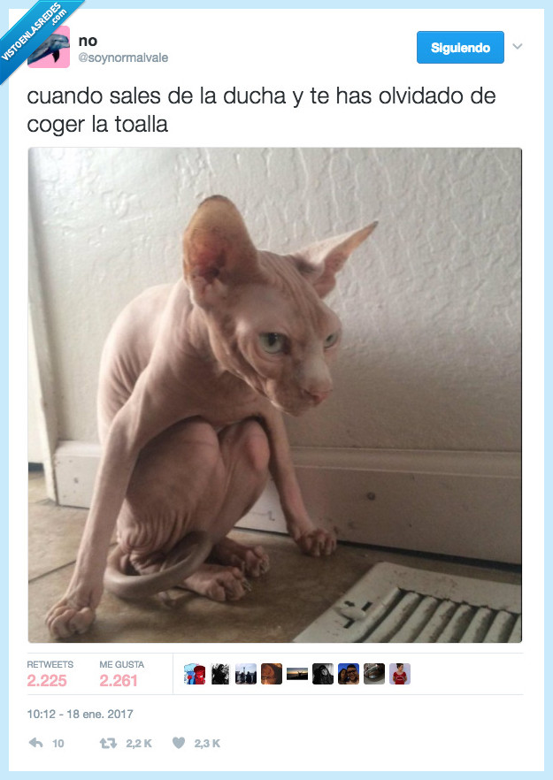 gato,ducha,olvidar,toalla